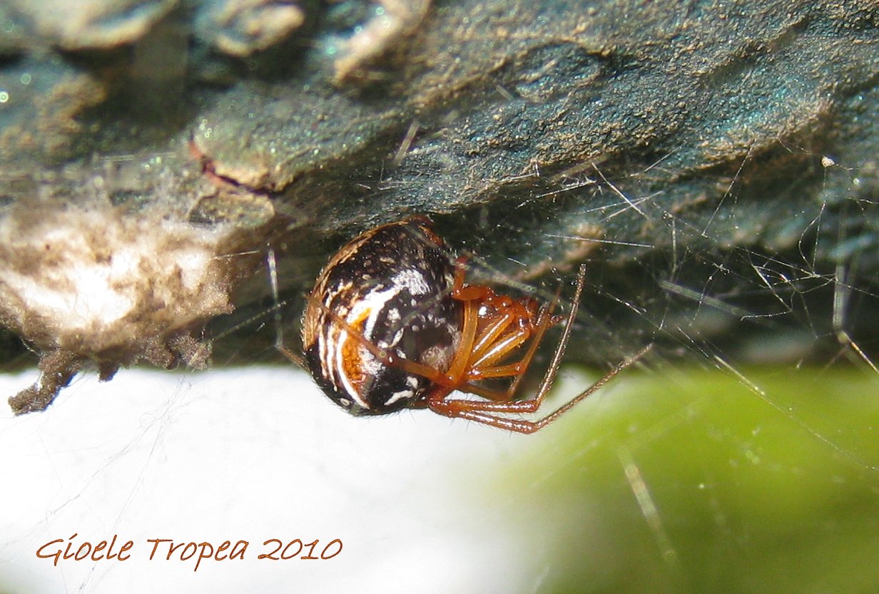 Parasteatoda lunata?